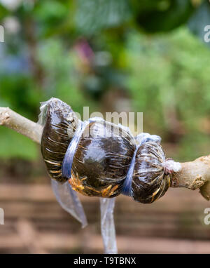 Le greffage plante avec un sac en plastique couverts sur branch in garden Banque D'Images