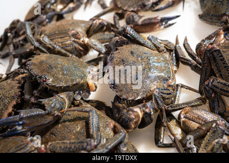 Velours douce pour la vente du crabe dans le marché. Necora puber. Necora de Galice, Espagne Banque D'Images