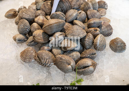 Warty venus sur la glace en vente sur le marché. Venus verrucosa Galice, Espagne Banque D'Images