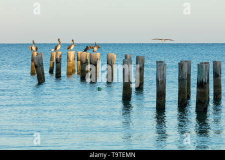 Le Pélican brun (Pelecanus occidentalis) sur les pilotis de la jetée sur le golfe du Mexique, Naples, Florida, USA Banque D'Images