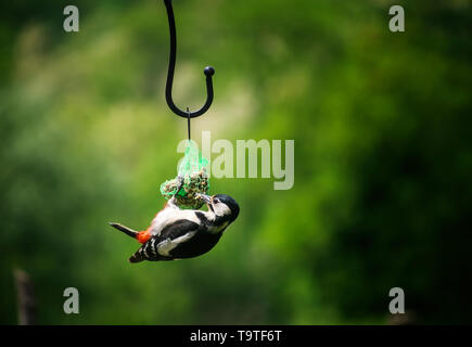 , Pic épeiche Dendrocopos major, femme, s'alimenter à mon jardin et table d'oiseaux suspendus fatball d'alimentation. Banque D'Images