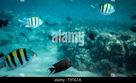 Beau sous l'eau photo de gros poissons coralliens école de natation en mer Rouge Banque D'Images