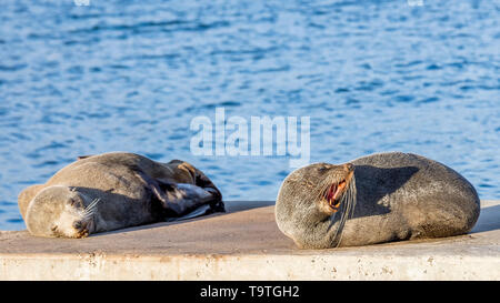 Paire de lions de mer sur les rochers de Kingscote, Kangaroo Island, Australie du Sud. L'un dort et l'autre grogne. Banque D'Images