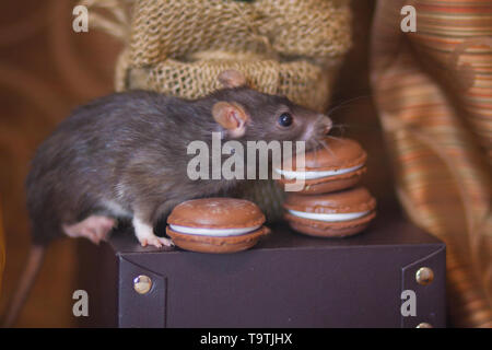 Concept de l'alimentation. Rat avec des bonbons. Renifle de la souris la nourriture. Avec les cookies de rongeurs. Banque D'Images