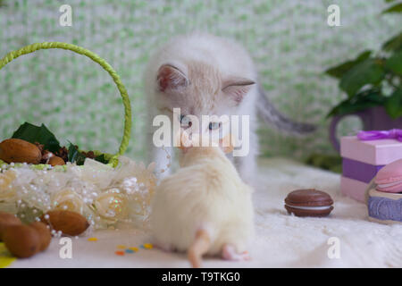 Concept d'amitié. Le chaton renifle la souris. Le rat et le chat jouer. Banque D'Images