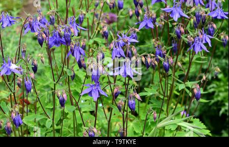 Une grappe de fleurs bleu aquilegia. Banque D'Images