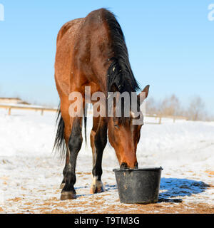 Un cheval baie avec sa crinière noire est en train de boire une eau d'un seau en plastique à la ferme à l'extérieur. Banque D'Images