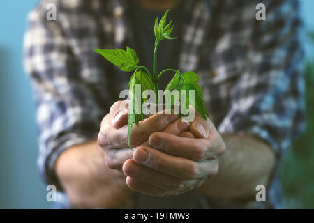 L'examen de l'agriculteur plante poussant en pot de tourbe, Close up of male gardener holding green sprout et contenant du sol Banque D'Images