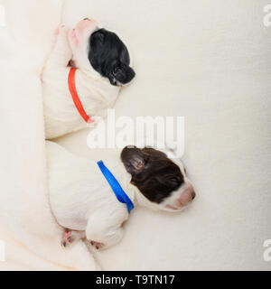 Deux petits chiots avec les rubans attachés à l'étranglement dorment dans la douce couverture en intérieur. Banque D'Images