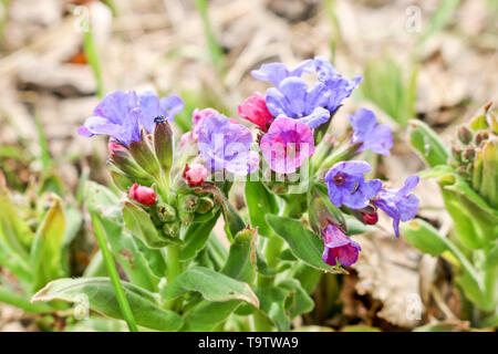 Pink-bleu fleurs de printemps du pulmonaire (Pulmonaria) dans la forêt du printemps. Les premières fleurs de printemps, plante médicinale. Banque D'Images