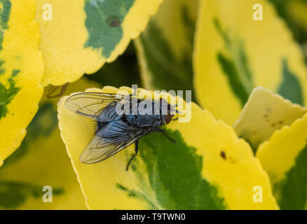 Vue d'en haut d'une Calliphora vomitoria (bouteille bleue voler ou Bottlebee), une mouche sur une feuille d'Euonymus au printemps dans le West Sussex, Royaume-Uni. Banque D'Images