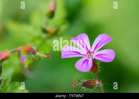 Herb Robert fleur, une petite fleur rose géranium sanguin à partir de l'Herbe Robert (Geranium robertianum) au printemps (mai) dans le West Sussex, Royaume-Uni. Banque D'Images