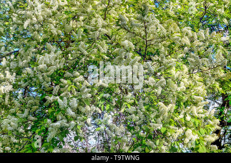 Les inflorescences blanches parfumées délicates fleurs de cerisier des oiseaux (Prunus padus) floral background - Beauté de printemps nature Banque D'Images