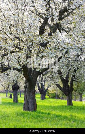 Orchard prairie avec grand vieux cerisiers en fleurs, Freiburg, Burgenland, district de Saxe-Anhalt, Allemagne Banque D'Images