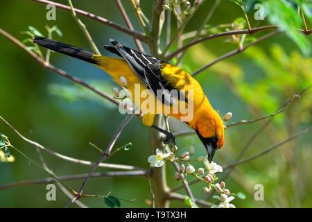 L'Oriole Orange (Icterus auratus), manger des fleurs sur l'arbre Moringa (Moringa oleifera), district de Corozal, Belize Banque D'Images