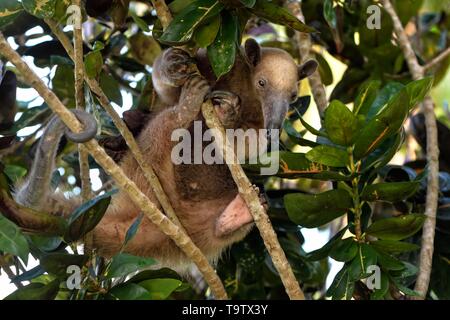 Le nord de Tamandua (Tamandua mexicana), grimpant dans un arbre, district de Corozal, Belize Banque D'Images