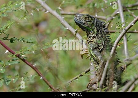 Iguane vert (Iguana iguana) dans l'arbre, le district de Belize, Belize Banque D'Images