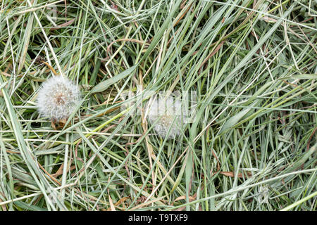 La texture de fond naturel : Détail d'une pile d'herbes fraîchement coupées en fines herbes qui peuvent être utilisés comme paillis et de paille ou d'autres utilisations agricoles et le jardin. Banque D'Images