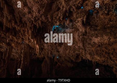 La bioluminescence, rougeoyante, faites le Mushmosquito Glowworm (Arachnocampa luminosa) dans une grotte, stalactites dans Oparara Arch, bassin Oparara, Kahurangi Banque D'Images