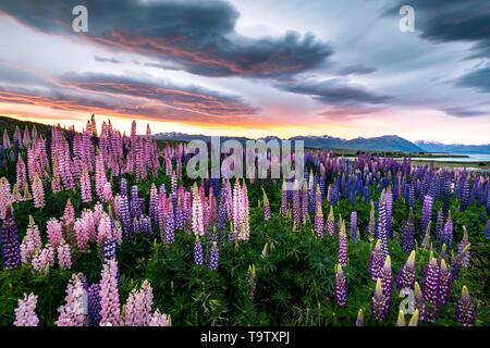 À Grandes feuilles colorées lupins (Lupinus polyphyllus) au bord du lac Tekapo en lumière spectaculaire coucher du soleil, de l'humeur, Canterbury, île du Sud, Nouvelle-Zélande Banque D'Images