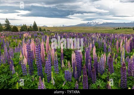 À Grandes feuilles colorées lupins (Lupinus polyphyllus), Lake Tekapo, Canterbury, île du Sud, Nouvelle-Zélande Banque D'Images