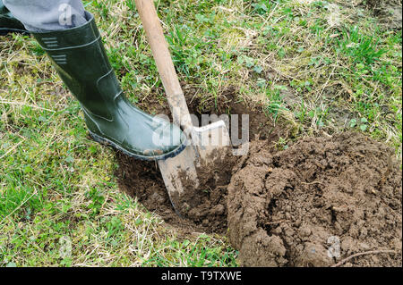 Travailler dans le jardin. L'homme creuse un trou pour planter un arbre. Banque D'Images