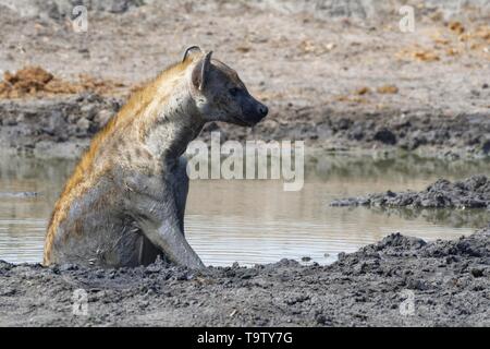 L'Hyène tachetée (Crocuta crocuta), adulte, femme couverte de boue humide, assis dans l'eau boueuse dans un étang, Kruger National Park, Afrique du Sud, l'Afrique Banque D'Images