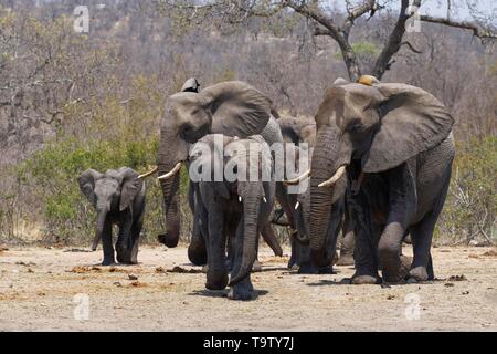 Bush de l'Afrique de l'éléphant (Loxodonta africana), troupeau avec les jeunes, sur le chemin de l'eau, Kruger National Park, Afrique du Sud Banque D'Images