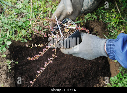 La plantation d'arbustes fruitiers. L'homme a les mains de canneberges de plantation dans un jardin. Banque D'Images