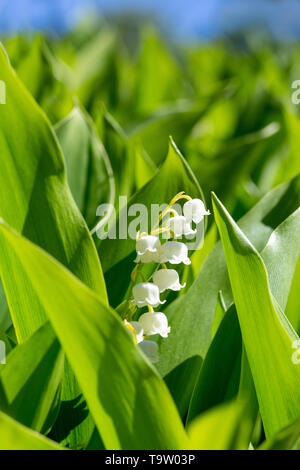 Close-up de la belle white fleurs en forme de cloche du lis de la vallée ou les larmes de Notre Dame - Convallaria majalis - parmi le feuillage vert frais. Banque D'Images