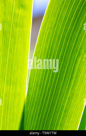 Abstract close-up du feuillage d'un iris vert rétroéclairé usine par le soleil montrant les veines dans les feuilles. Banque D'Images