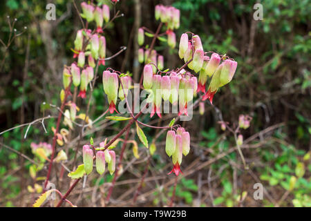 Les cloches de la cathédrale de l'usine vie alias (Bryophyllum pinnatum ou kalanchoe pinnata) fleurs - Long Key zone naturelle, Davie, Floride, USA Banque D'Images