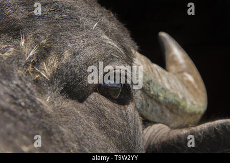 Le troupeau de buffles d'eau 7 a été libéré le Ermakov Île dans le delta du Danube de l'Ukraine. Les animaux ont été amenés de Transcarpatie par "Rewilding Banque D'Images