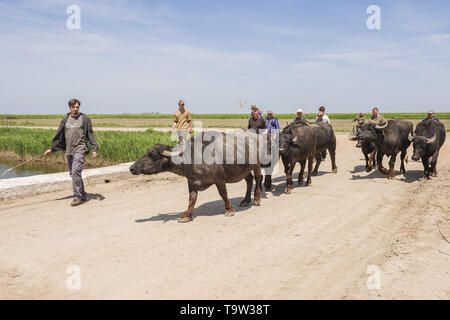 Le troupeau de buffles d'eau 7 a été libéré le Ermakov Île dans le delta du Danube de l'Ukraine. Les animaux ont été amenés de Transcarpatie par "Rewilding Banque D'Images