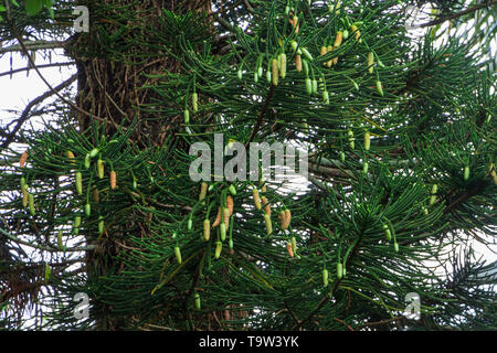 Île Norfolk Araucaria heterophylla (pin) cônes de pollen mâle - Davie, Floride, USA Banque D'Images