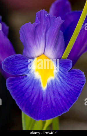 Iridaceae Iris bleu violet pétale de fleur gros plan sur fond gris en format portrait Banque D'Images