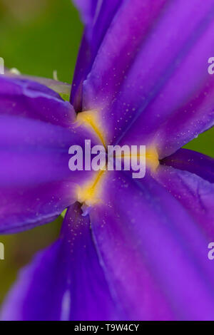 Creative photo de centre d'un bleu violet Iris Iridaceae flower close up avec focus sélectif dans le format portrait Banque D'Images
