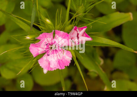 Déroulement Maiden rose (Dianthus deltoides) fleurs sur fond vert. Banque D'Images