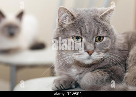 Deux chats, gris et blanc, s'allonger sur les chaises l'une après l'autre. Banque D'Images