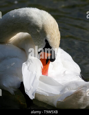 Swan élégant la baignade dans un lac alpin naturel dans les Alpes autrichiennes, Close up head Banque D'Images