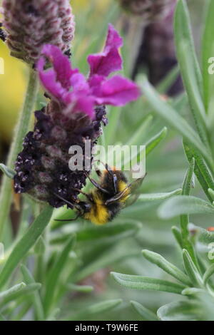 Bourdon, Bombus, sur le français ou l'espagnol Lavande, Lavandula stoechas, ou lavande, est une espèce de plantes de la famille Lamiaceae Banque D'Images