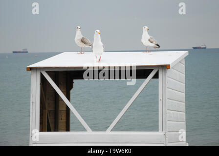 Weymouth. 20 mai 2019. Recueillir des mouettes fraîchement peints sur les cabines de plage de Weymouth, tôt le matin. crédit : Stuart fretwell/Alamy Live News Banque D'Images