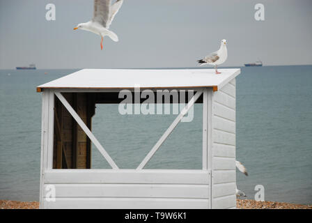 Weymouth. 20 mai 2019. Recueillir des mouettes fraîchement peints sur les cabines de plage de Weymouth, tôt le matin. crédit : Stuart fretwell/Alamy Live News Banque D'Images