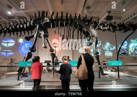 Newcastle Upon Tyne, au Royaume-Uni. 20 mai 2019. UK. Dippy en tournée : Dippy, le Musée d'histoire naturelle ; la fameuse dinosaure Diplodocus, arrive à Newcastle dans le cadre d'une tournée nationale. Dippy sera exposé au Musée du Grand Nord : Hancock jusqu'à octobre 2019 dévoilée au public britannique en 1905, a été coulée à partir de la fofolle spécimen type trouvés en Amérique. Le squelette complet est de 21,3 mètres de long, 4,3 mètres de large et 4,25 mètres de haut Crédit : Alan Dawson/Alamy Live News Banque D'Images