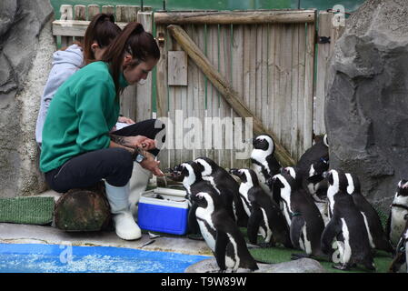 Madrid, Madrid, Espagne. 20 mai, 2019. Pingouins africains vu la queue pour manger en face de leur gardien au zoo de Madrid.Madrid Zoo participe à la conservation de l'(Spheniscus demersus), qui figure dans le Livre rouge des espèces en voie de disparition. Environ 4 millions de pingouins existaient au début du 20e siècle. De nos jours, seulement 55 000. Crédit : John Milner SOPA/Images/ZUMA/Alamy Fil Live News Banque D'Images