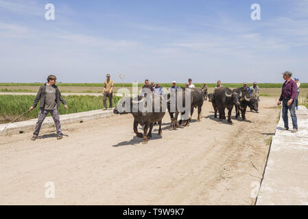 Ermakov Island, Vilkovsky Distri, Ukraine, Europe de l'Est. 20 mai, 2019. Le troupeau de buffles d'eau 7 a été libéré le Ermakov Île dans le delta du Danube de l'Ukraine. Les animaux ont été amenés de Transcarpatie par Rewilding 'Ukraine'' pour aider à préserver l'île mosaïque de paysages et une biodiversité riche. Crédit : Andrey Nekrasov/ZUMA/Alamy Fil Live News Banque D'Images