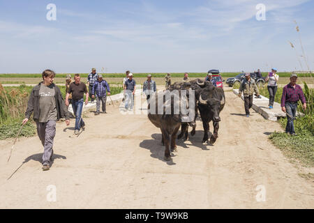 Ermakov Island, Vilkovsky Distri, Ukraine, Europe de l'Est. 20 mai, 2019. Le troupeau de buffles d'eau 7 a été libéré le Ermakov Île dans le delta du Danube de l'Ukraine. Les animaux ont été amenés de Transcarpatie par Rewilding 'Ukraine'' pour aider à préserver l'île mosaïque de paysages et une biodiversité riche. Crédit : Andrey Nekrasov/ZUMA/Alamy Fil Live News Banque D'Images