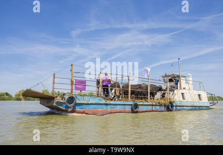 Ermakov Island, Vilkovsky Distri, Ukraine, Europe de l'Est. 20 mai, 2019. Le troupeau de buffles d'eau 7 a été libéré le Ermakov Île dans le delta du Danube de l'Ukraine. Les animaux ont été amenés de Transcarpatie par Rewilding 'Ukraine'' pour aider à préserver l'île mosaïque de paysages et une biodiversité riche. Crédit : Andrey Nekrasov/ZUMA/Alamy Fil Live News Banque D'Images