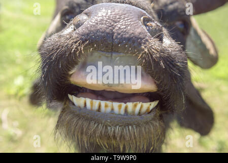 Ermakov Island, Vilkovsky Distri, Ukraine, Europe de l'Est. 20 mai, 2019. Le troupeau de buffles d'eau 7 a été libéré le Ermakov Île dans le delta du Danube de l'Ukraine. Les animaux ont été amenés de Transcarpatie par Rewilding 'Ukraine'' pour aider à préserver l'île mosaïque de paysages et une biodiversité riche. Crédit : Andrey Nekrasov/ZUMA/Alamy Fil Live News Banque D'Images