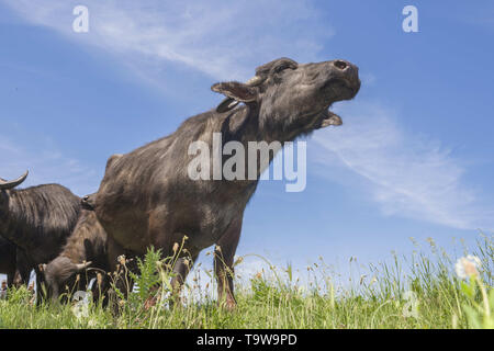 Ermakov Island, Vilkovsky Distri, Ukraine, Europe de l'Est. 20 mai, 2019. Le troupeau de buffles d'eau 7 a été libéré le Ermakov Île dans le delta du Danube de l'Ukraine. Les animaux ont été amenés de Transcarpatie par Rewilding 'Ukraine'' pour aider à préserver l'île mosaïque de paysages et une biodiversité riche. Crédit : Andrey Nekrasov/ZUMA/Alamy Fil Live News Banque D'Images